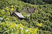 Little houses among vines, Württemberg, Germany