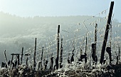 Row of vines with hoar frost, winter in Alsace, France