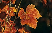 Red vine leaves in autumn