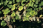 Riesling grapes hanging on the vine, espalier-type training