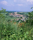 Wine village of Villánykövesd, Hungary