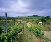 Kadarka, indigenous grape variety, Villany, Hungary