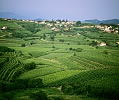 Landscape of vines near Dobrovo, Slovenia