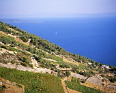 Landscape of vines near Sveta Nedelja, island of Hvar, Croatia