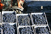 Picked red wine grapes, Carl Reh Winery, Oprisor, Romania