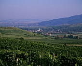 Landscape of vines, Telna, Romania