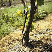 Vine with an old iron post to hold the wire framework