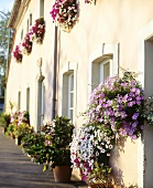 House with window boxes and container plants