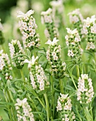 White French lavender (Lavandula stoechas 'Snowman')