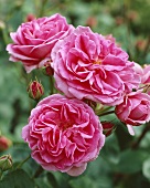 Rose 'Gertrude Jekyll'