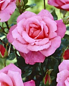 'Frederiksborg'-Rose