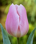 Tulip 'Gabriella'