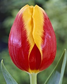 Tulip 'Rambo'