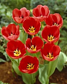 Red 'Van Eijk' tulips