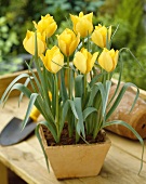 Yellow tulips in pot