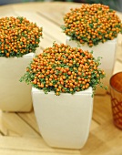 Coral bead plant (Nertera granadensis)