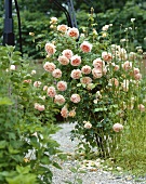 Rosenstrauch mit rosa Rosen
