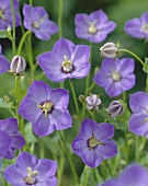 Purple campanulas (Campanula 'Samantha')