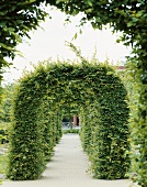 Garden with hornbeam arch (Carpinus betulus)