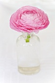A pink butter cup flower in a glass vase