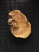 A fresh shiitake mushroom on tea brick