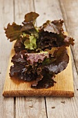 Young lollo rosso lettuce on a wooden board