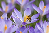 Crocusses and a bee