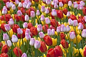 A field of tulips in Keukenhof, Holland