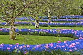 Tulips and hyacinths in Keukenhof, Holland