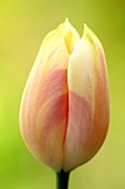 Eine lachsrosa Tulpenblüte (Nahaufnahme)