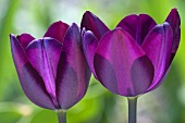 Two violet tulips