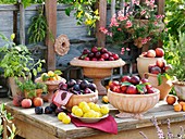Plums, nectarines, peaches & apricots in bowls, sage, savory, rosemary & geranium in pots