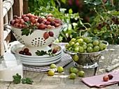 Red and green gooseberries in colanders
