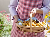 Woman holding basket of mirabelles