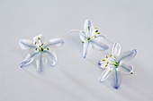 Einzelne Blüten von Blausternchen (Scilla mischtschenkoana)