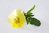 Hornveilchen (Viola cornuta 'Twix Yellow')