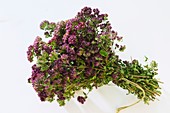 A tied bunch of oregano flowers