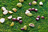 Chestnuts on grass