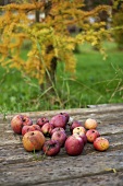 Autumnal still life with apples in garden