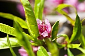 Peach blossom (close-up)