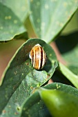 Snail on leaf