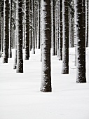 Snow-covered forest