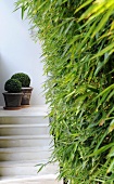 Pflanzendeko auf Treppe (Villa Bamboo, Südfrankreich)