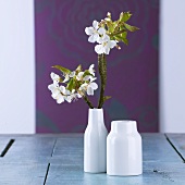 Cherry blossom branches in vase