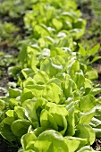Loose-leaf lettuce in the field