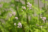 Valerian flowers