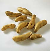 Potatoes, variety 'Bamberger Hörnchen'
