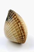 A closed cockle