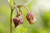 Water avens