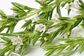 Summer savory with flowers and leaves